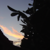 The shape of a cactus, a roof and the dark blue sky with a pink cloud at dusk