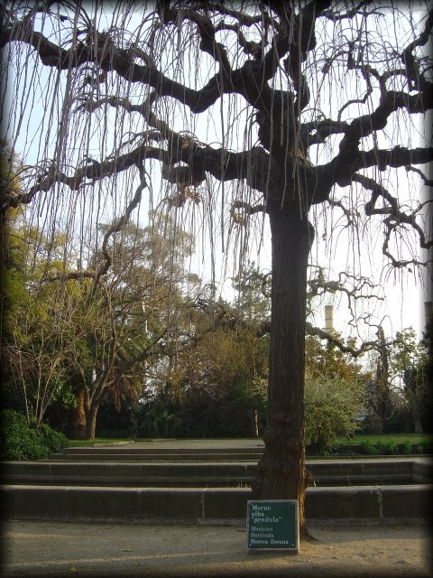 A Morus alba "pendula" in the Jardi d'Aclimatacio of the Parc Montjuiic