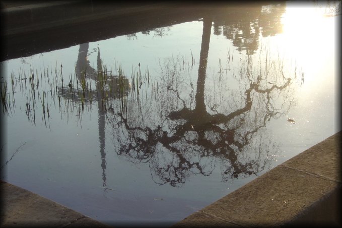 Reflection in the water of the Torre de Calatrava and a tree in the Jardi d'Aclimatacio of the Parc Montjuiic