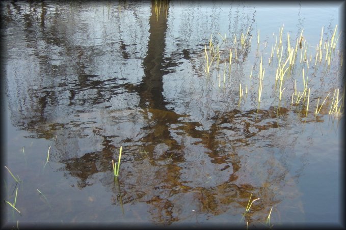 Troubled reflection of a tree in water as the wind blows.