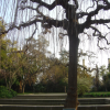 A Morus alba "pendula" in the Jardi d'Aclimatacio of the Parc Montjuiic