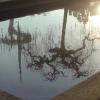 Reflection in the water of the Torre de Calatrava and a tree in the Jardi d'Aclimatacio of the Parc Montjuiic