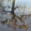 Troubled reflection of a tree in water as the wind blows.