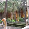 Geese in a cloister