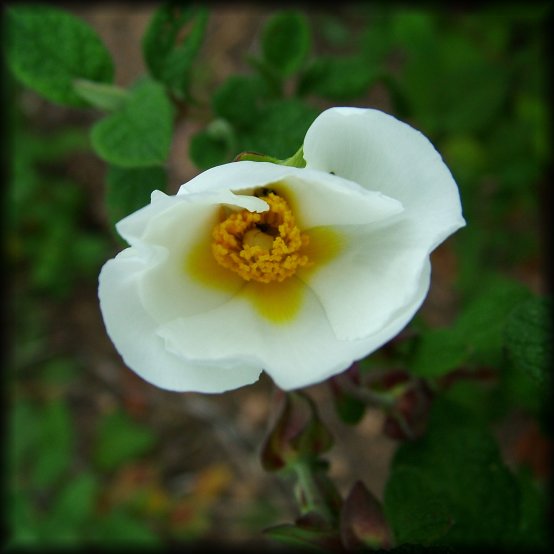 Close up of a white flower
