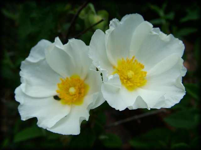 Close up of white flowers