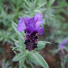 Close up of a purple flower