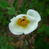 Close up of a white flower