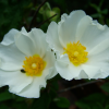 Close up of white flowers