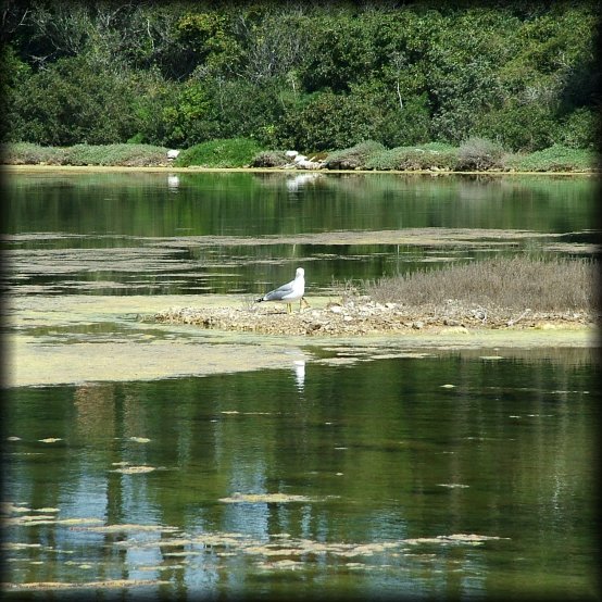 A seagull in the middle of the Lac du Bateguier