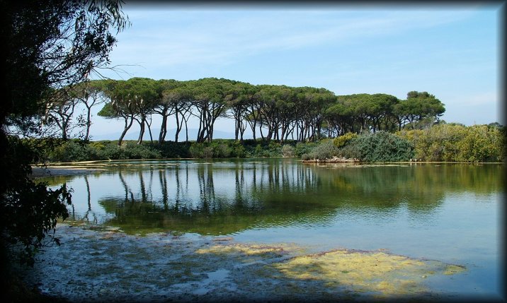 A series of pine trees reflected in the still and troubled water of the Lac du Bateguier
