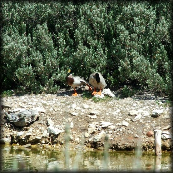 Two ducks by the lake, one extending his foot (do ducks dance?)
