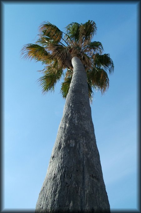 A tall palmtree