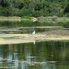 A seagull in the middle of the Lac du Bateguier