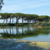 A series of pine trees reflected in the still and troubled water of the Lac du Bateguier