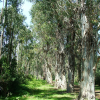 A series of pretty tall eucalyptus trees
