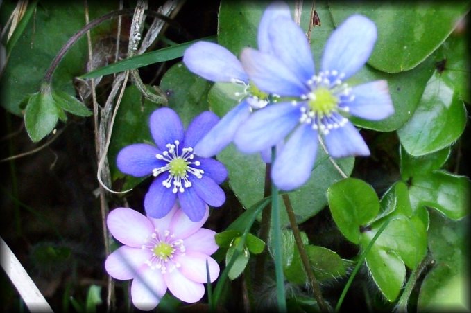 Pink, dark blue and light blue flowers
