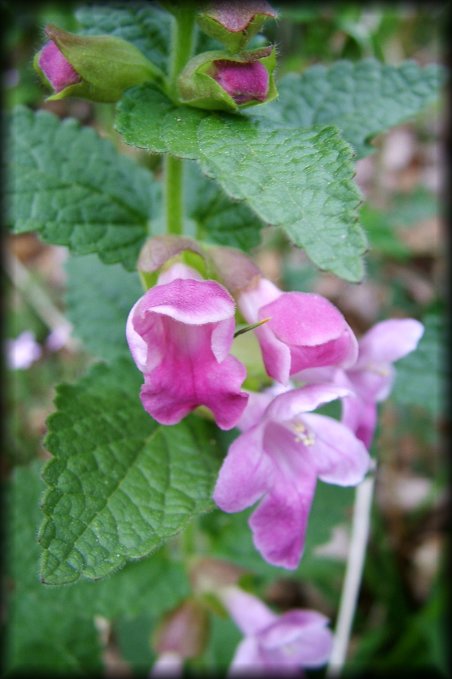 Close-up of some pretty pink wild flowers