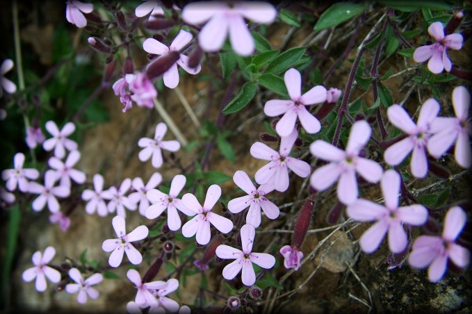 Pretty numerous pink flowers