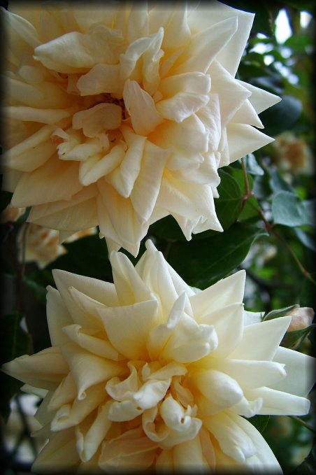 Two roses (taken not far from Guillaume's house and pretty far from Amarines)