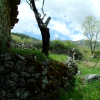 A stone wall with moss