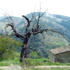 A dead black tree