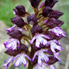 Close-up of a wild orchid