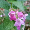 Close-up of some pretty pink wild flowers