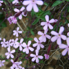 Pretty numerous pink flowers