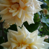 Two roses (taken not far from Guillaume's house and pretty far from Amarines)