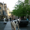 A cow seems to be following a man