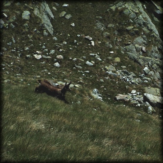 A chamois running below us
