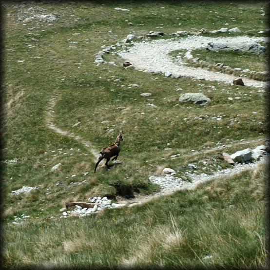 A chamois running below us