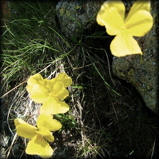 Close-up of yellow wild flowers near a rock