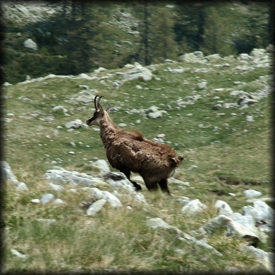 Oh, I came too close and chased him.
