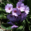 Close-up of some pink/mauve wild flowers