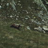 A chamois running below us