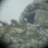 A family of chamois live at Col de Fenestre. (Taken through binoculars, hence the blurriness)
