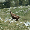 Oh, I came too close and chased him.