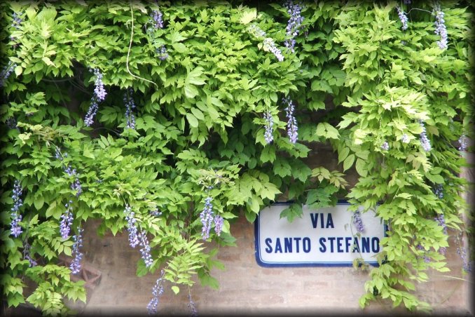 A flowered wall in Via Santo Stefano