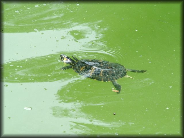 Turtle and shadows on the water.