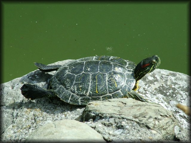 Turtle sunbathing on a rock by the water.