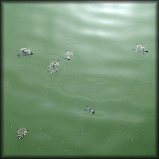 More turtles! They're swimming in a pong and the sun is reflected on the top.