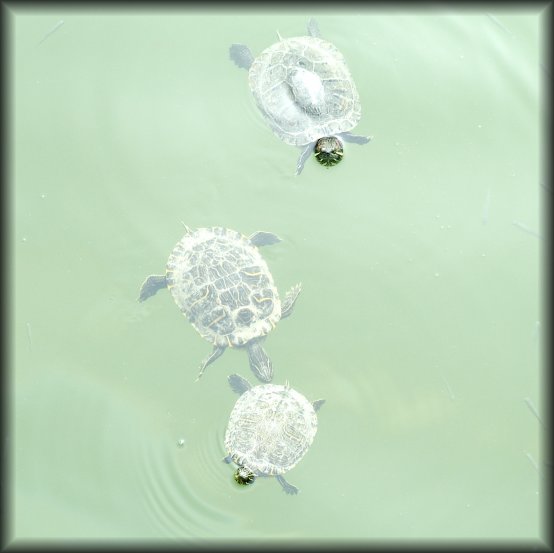 Three turtles in green water.