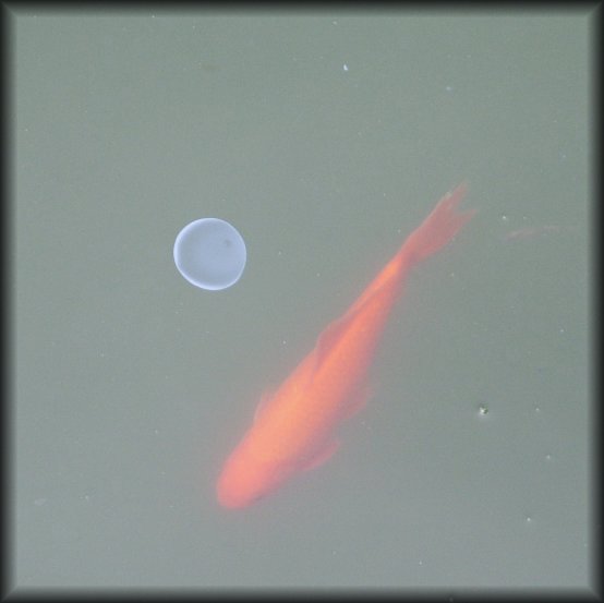 Fishary orbit. In a pond there was this round stuff that looks like jellyfish or just stuff. The fish was orbiting around it. (Really, it just happened to swim by). (original version)