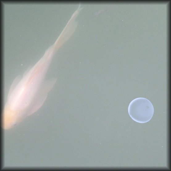 Fishary orbit. In a pond there was this round stuff that looks like jellyfish or just stuff. The fish was orbiting around it. (Really, it just happened to swim by). (original version)