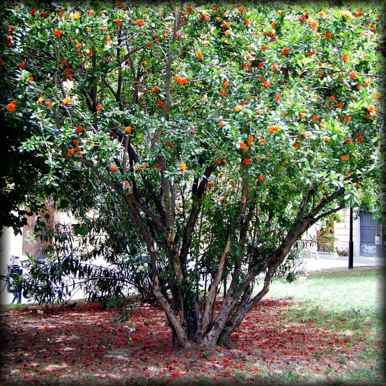 Pink and orange and green. That was behind a large church. It was Sunday, around noon, and I could hear the choir from within the church. So I sat for a few minutes and listened.