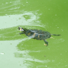 Turtle and shadows on the water.