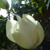 Close-up of a magnolia flower.