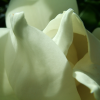 Close-up of a magnolia flower.